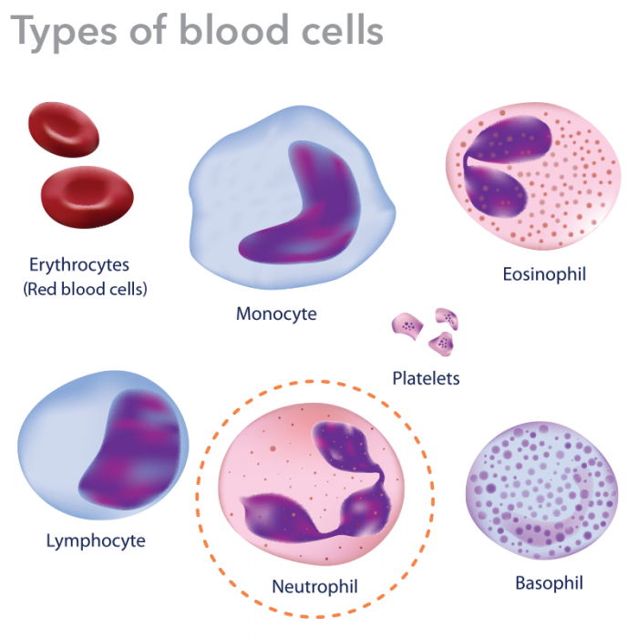 Blood is composed of three main types of cells: Red blood cells ...